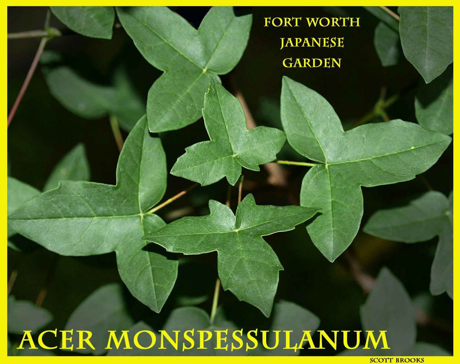 Acer monspessulanum - Montpellier Maple