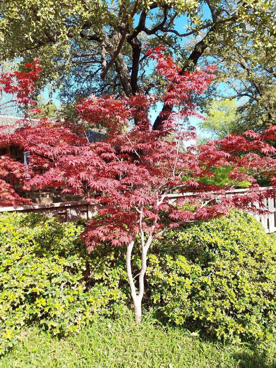 View from the garden