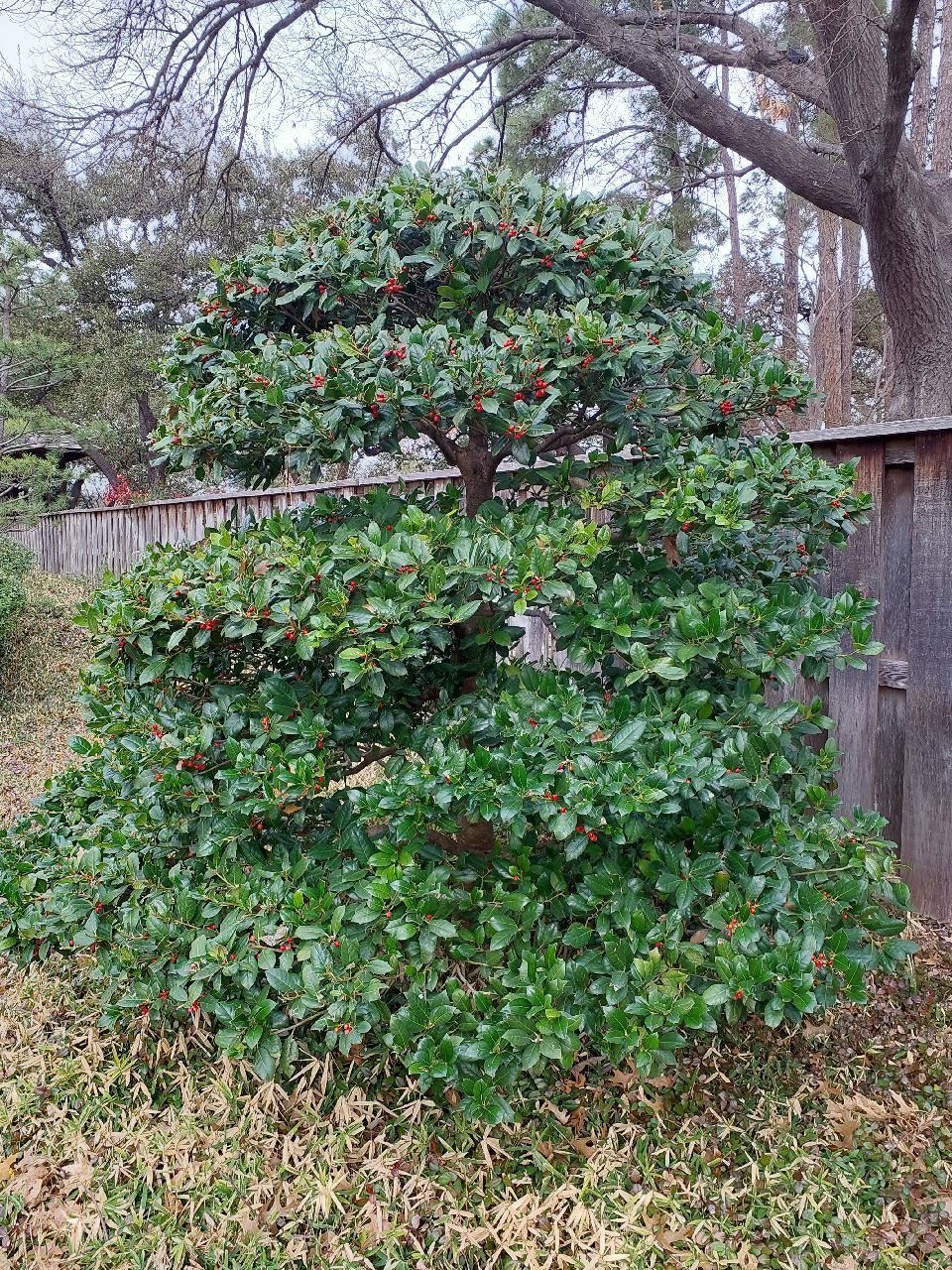 View from the garden