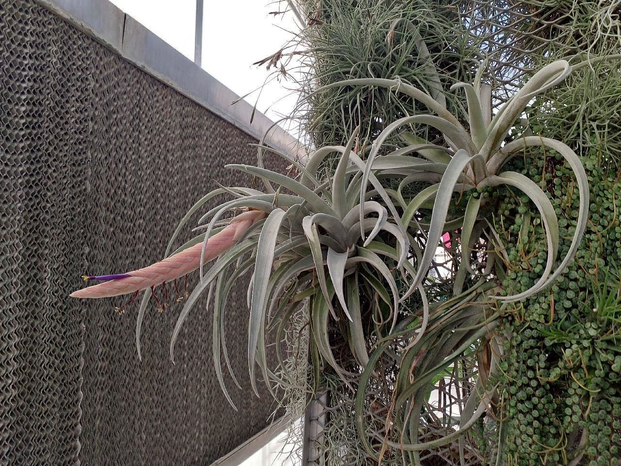 View from the garden