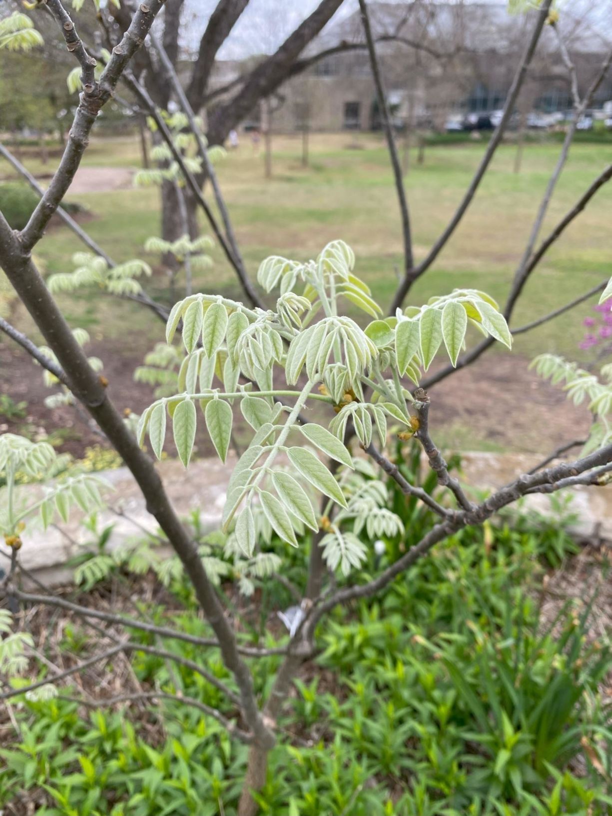 View from the garden