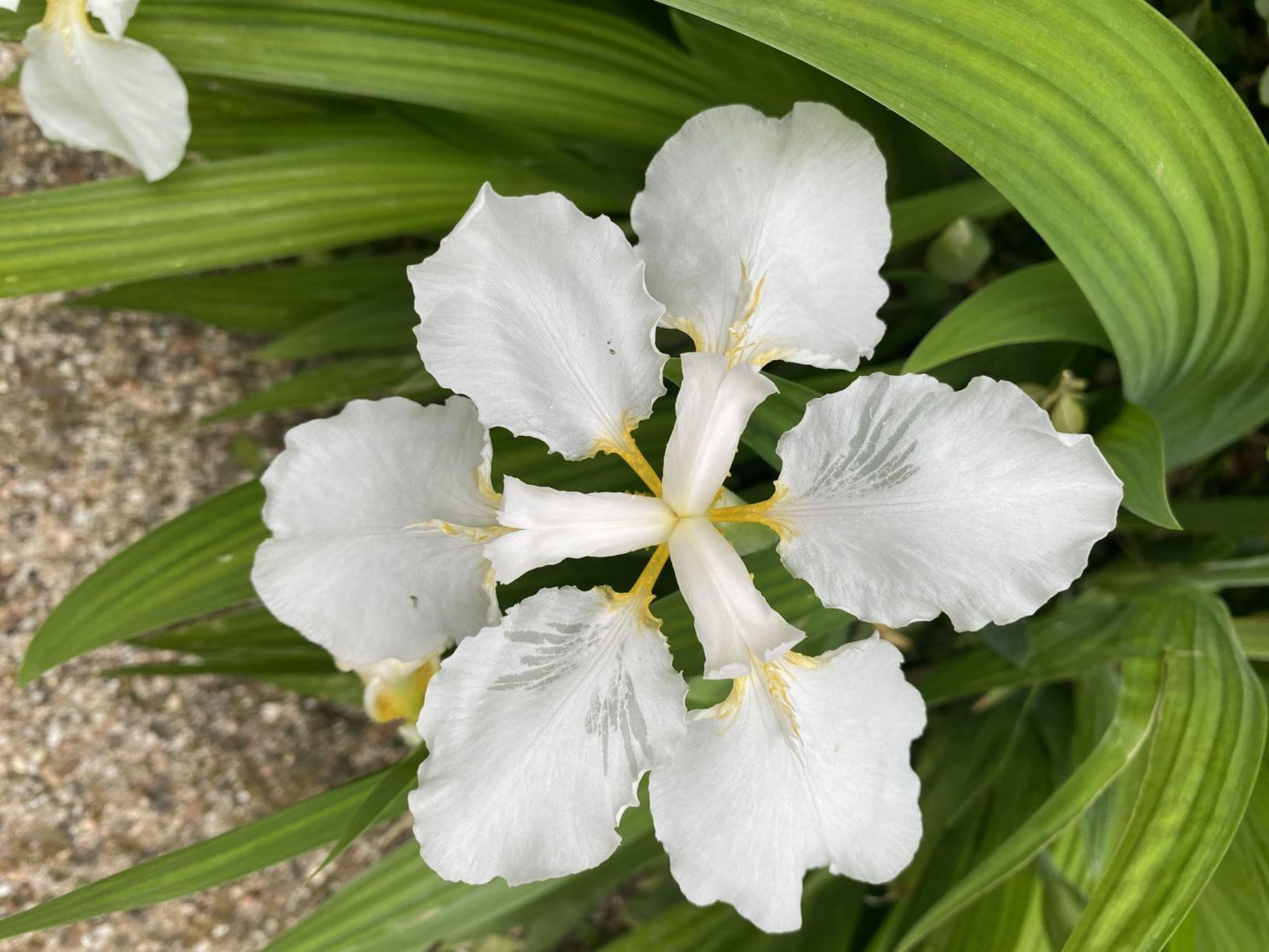 View from the garden